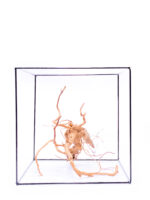 Terarijní / akvarijní kořen Red Moor - střední - Obrázek 3