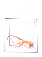 Terarijní / akvarijní kořen Red Moor - střední - Obrázek 3