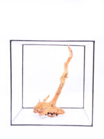 Terrarium / Aquarium Wurzel Red Moor – Medium – Bild 3