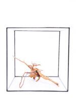 Korzeń do terrarium / akwarium Red Moor - Średni - obrazek 2