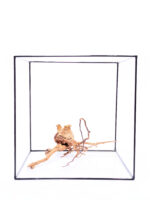 Korzeń do terrarium / akwarium Red Moor - Średni - obrazek 3