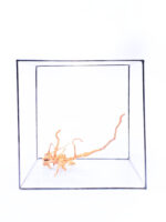 Terrarium / Aquarium Wurzel Red Moor – Medium – Bild 3