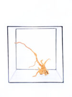 Terrarium / Aquarium Wurzel Red Moor – Medium – Bild 2