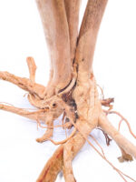 Aquarium / terrarium wood - Stamp - Big - Image 6