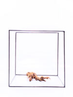 Terrarium / Aquarium Wurzel Plant Wood - Klein/Medium – Bild 3