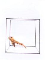 Terrarium / Aquarium Wurzel Plant Wood - Klein/Medium – Bild 2