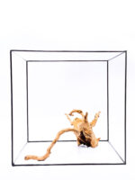 Koreň pre terárium / akvárium Red Moor - veľký – Obrázok 2