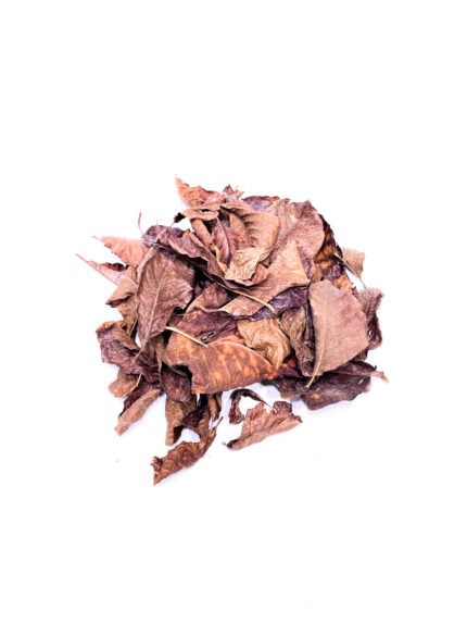 Liście do terrarium - magnolia dried magnolia leaves Getrocknete Magnolienblätter für das tropische Terrarium