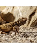 Exo Terra Stone Desert BAHARIYA BLACK