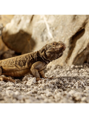 Exo Terra Stone Desert BAHARIYA BLACK