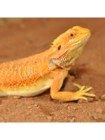 HabiStat Bearded Dragon Bedding - podłoże dla agamy brodatej