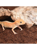 HabiStat Coir Substrate - torf kokosowy