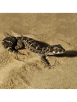 HabiStat Desert Sand YELLOW - piasek pustynny żółty