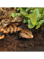 HabiStat Jungle Bio Substrate - podłoże dla drzewołazów