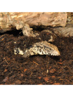 HabiStat Jungle Bio Substrate - podłoże dla drzewołazów