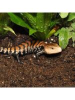 HabiStat Jungle Bio Substrate - podłoże dla drzewołazów