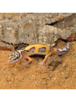HabiStat Leopard Gecko Bedding - podłoże dla gekona / eublefara
