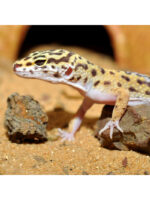 HabiStat Leopard Gecko Bedding - podłoże dla gekona / eublefara