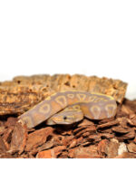 HabiStat Orchid Bark Fine - kora do terrarium drobna