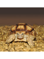 HabiStat Repti-Turf - granulat z trawy dla żółwi lądowych