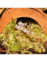 HabiStat Sphagnum Moss