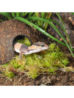 HabiStat Sphagnum Moss