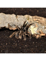 HabiStat Spider Bedding - podłoże dla pająka