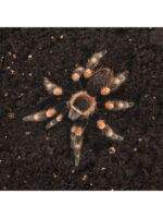 HabiStat Spider Bedding - podłoże dla pająka