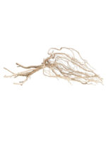 Korzeń do terrarium / akwarium Amazon Roots - 25-35 cm