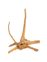 Korzeń do terrarium / akwarium Cradle Wood - 40-50 cm - 1 kg