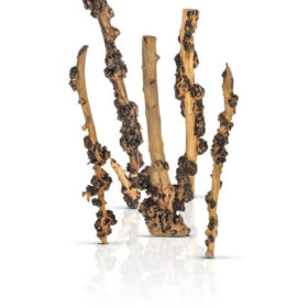 Korzeń do terrarium / akwarium – Enigma Wood