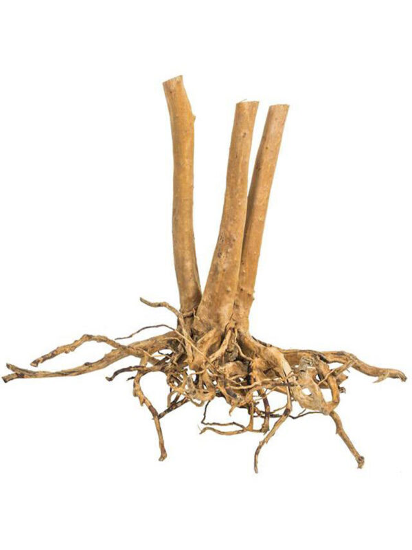 Korzeń do terrarium / akwarium – Fine Wood Stump