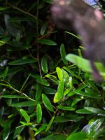 Ficus punctata - obrazek 2