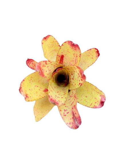 Neoregelia 'Chili Verde'