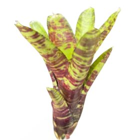 Neoregelia 'Screaming Tiger'