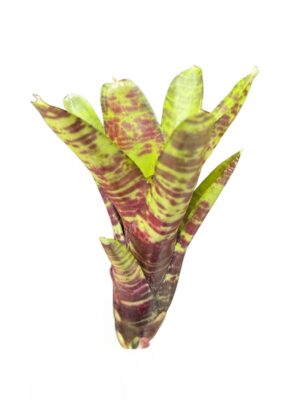 Neoregelia 'Screaming Tiger'