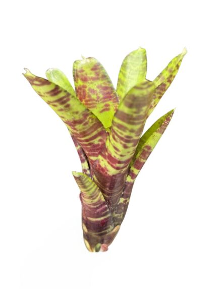 Neoregelia 'Screaming Tiger'