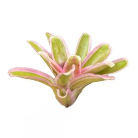 Neoregelia 'Pink'