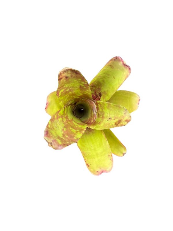 Neoregelia dachringiana