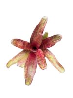 Neoregelia