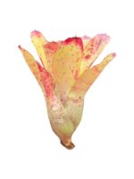 Neoregelia 'Chili Verde'