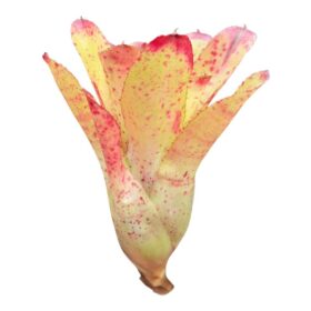 Neoregelia 'Chili Verde'