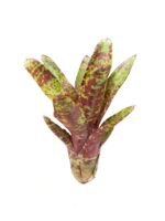 Neoregelia 'Betty Head'