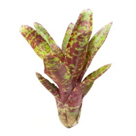 Neoregelia 'Betty Head'