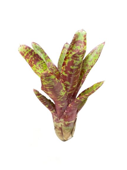 Neoregelia 'Betty Head'