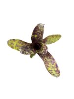 Neoregelia 'Caviar' - obrazek 2