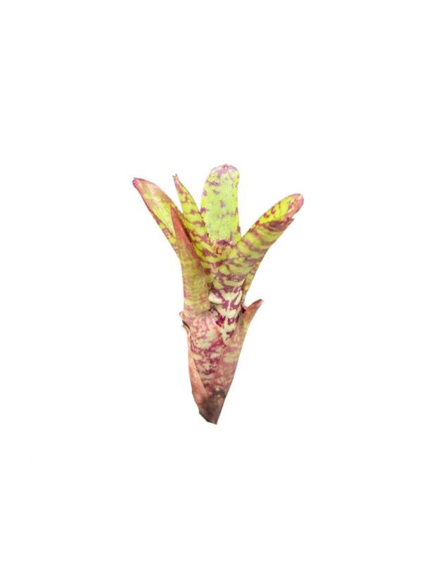 Neoregelia 'Wild Tiger'