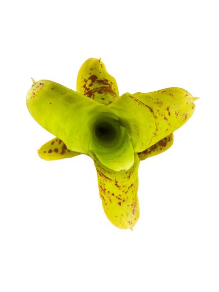 Neoregelia 'kautskyi'