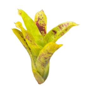 Neoregelia 'kautskyi'