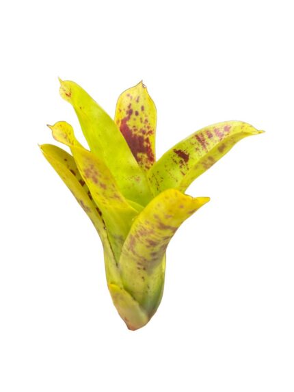 Neoregelia 'kautskyi'